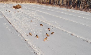 Bir alanda yemek reindeers