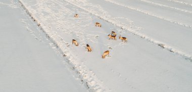 Karlı bir alanda yemek reindeers
