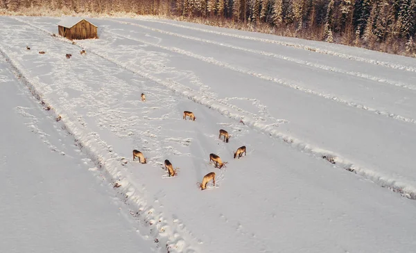 Bir alanda yemek reindeers