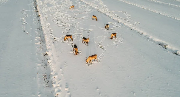 在冬日吃饭的驯鹿 — 图库照片