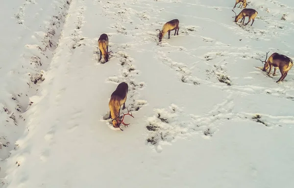 Karlı bir sahada yeme Ren geyiği
