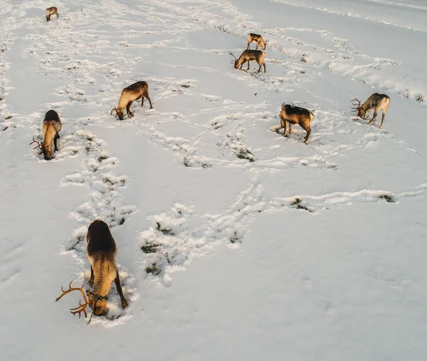 Reindeers karlı bir alanda yemek