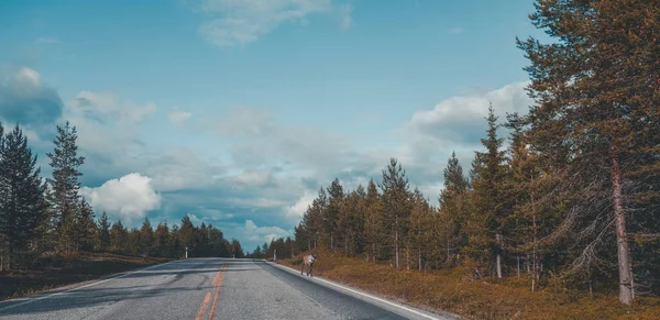 Finlandia settentrionale, renne solitarie che camminano sul ciglio della strada in una luminosa giornata estiva — Foto Stock