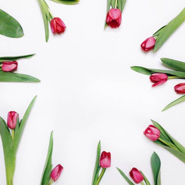 Beyaz arkaplanda pembe laleler