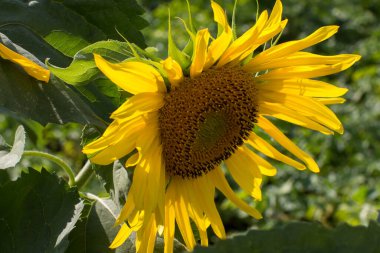 Yaprakların arasında sarı ayçiçeği başı