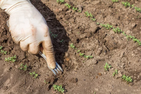 Toprağın gevşemesi genç filizlerin etrafında