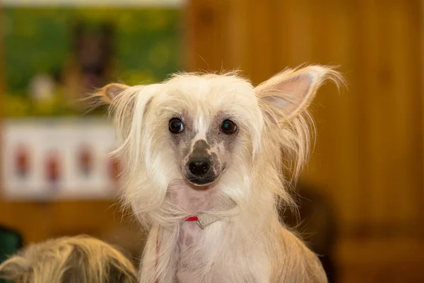 Köpek Gösterisinde Çin armalı köpek