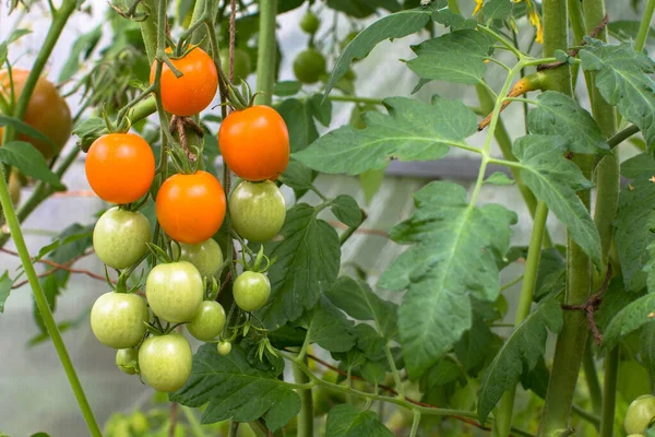 Serada bir demet kiraz domatesi