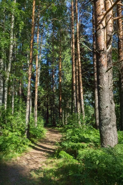 Path Goes Deep Pine Forest — Stock Photo, Image