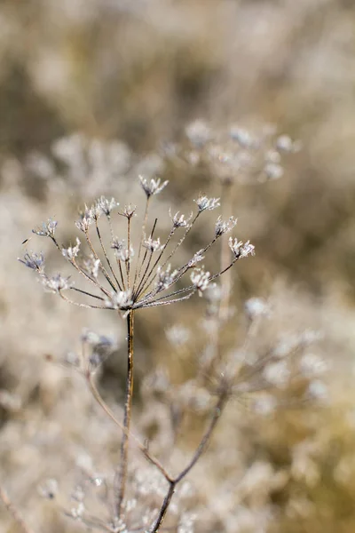 Kuru otlar kırağı kaplamış.
