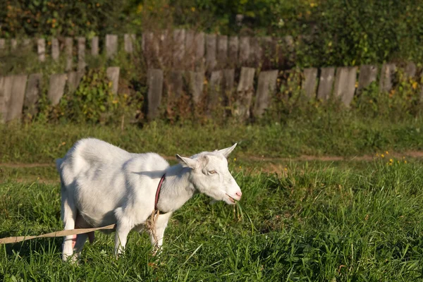 Bir keçi çim çiğniyor.