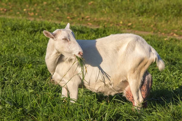 Bir keçi çim çiğniyor.
