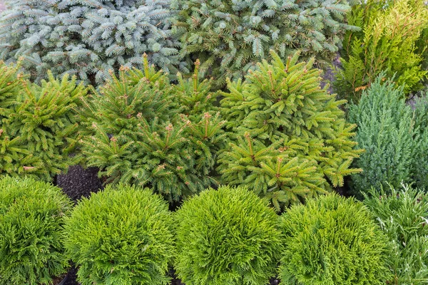 Bahçe için kozalaklı bitkiler.