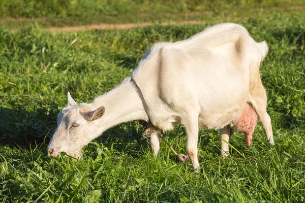 Bir keçi çim çiğniyor.