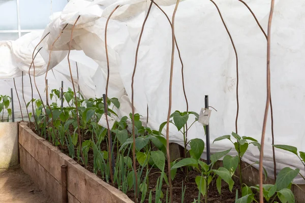 Biber tohumu seraya kondu.