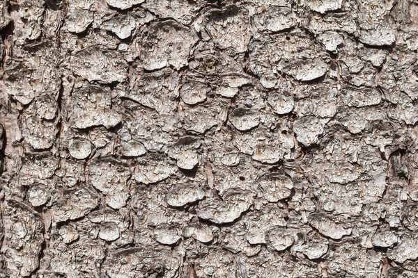 Kuru ağaç kabuğu.