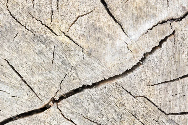 Cross section of tree trunk log showing growth rings with diagonal crack, textured stump of tree felled section of trunk with annual rings, with copyspace.