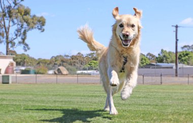 Kulakları ve kuyruğu ile çalışan mutlu golden retriever köpek