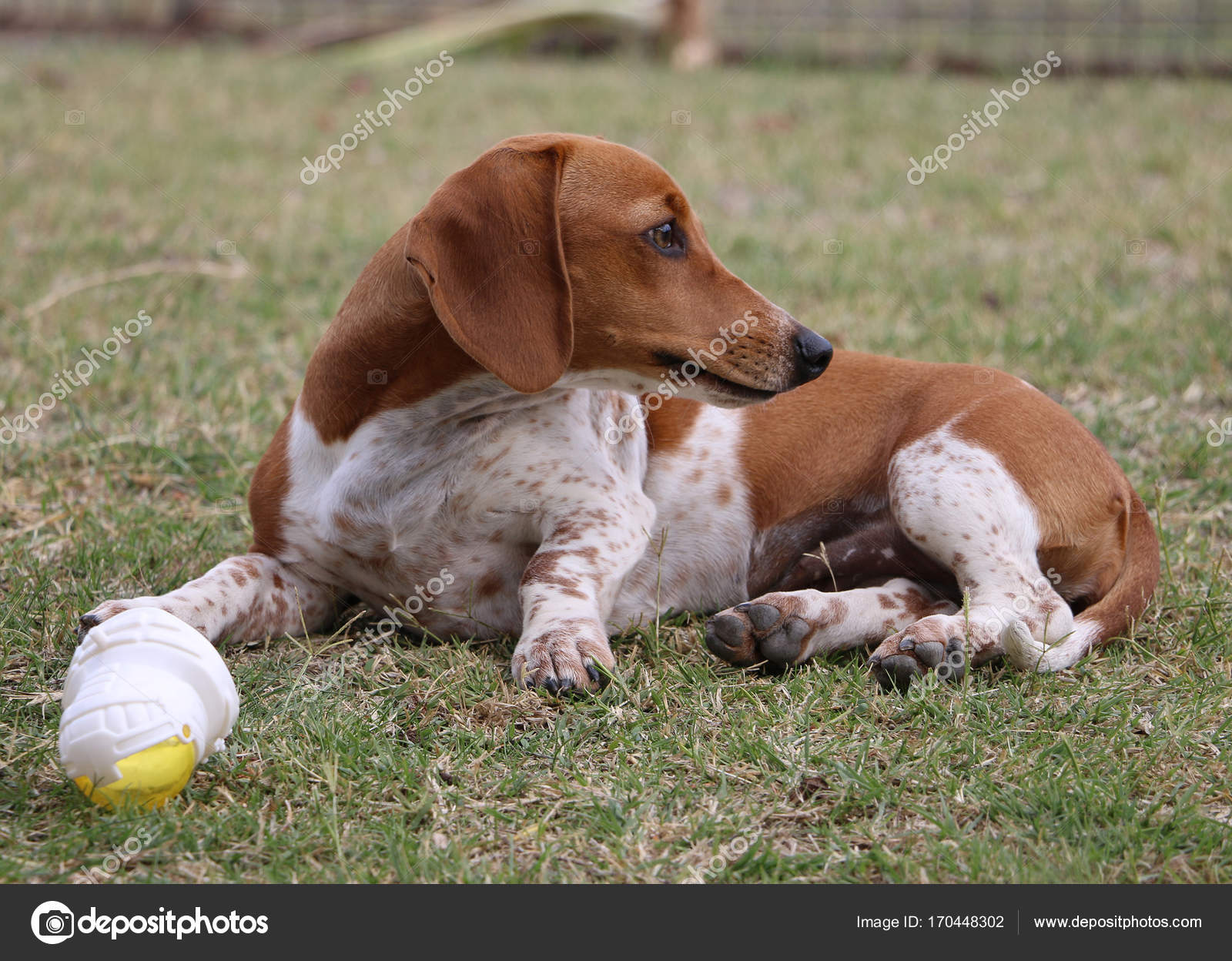茶色と白のかわいいダックスフンド子犬のおもちゃで草の上に横たわる ストック写真 C Mudpaws08 Gmail Com