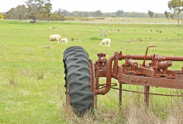 Sebuah traktor tua berkarat di paddock dengan domba merumput di latar belakang — Stok Foto