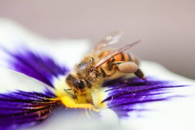 bir arı polen üzerindeki mor ve beyaz akış toplama bir close-up
