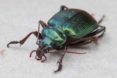 Caterpillar avcı böceği (Calosoma sycophanta) alan sığ derinliği ile metalik yeşil elytra ile büyük bir zemin böcek olduğunu