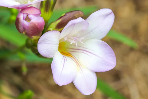 Um close-up de uma flor roxa mauve freesia (laxa) com estame e botões não abertos no fundo — Fotografia de Stock