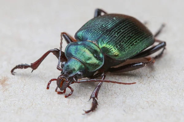 Caterpillar avcı böceği (Calosoma sycophanta) alan sığ derinliği ile metalik yeşil elytra ile büyük bir zemin böcek olduğunu
