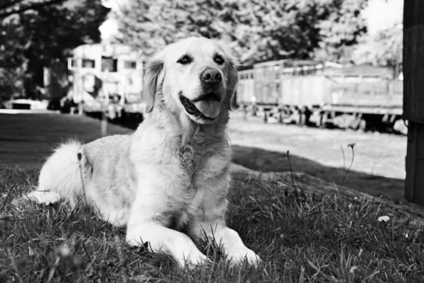 리트리버 강아지 플랫폼 흑인과 백인에 — 스톡 사진