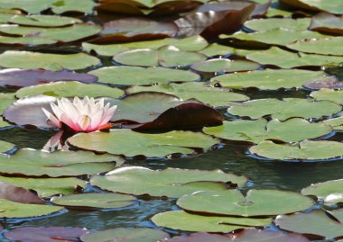 pembe nilüfer ve zambak yastıkları bir göl kenarında