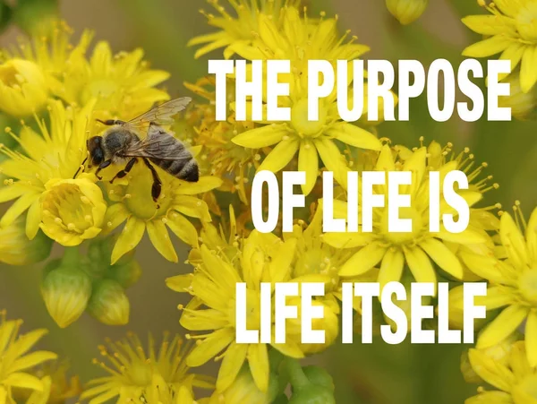 A bee on yellow flowers with purpose of life quote — Stock Photo, Image
