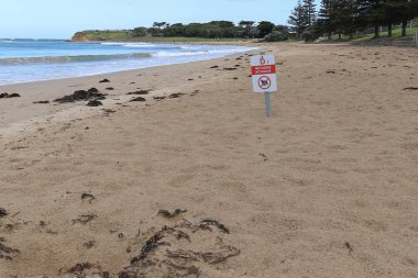 kırmızı, beyaz ve siyah No köpekler yaya tek kumsalda imzalamak.