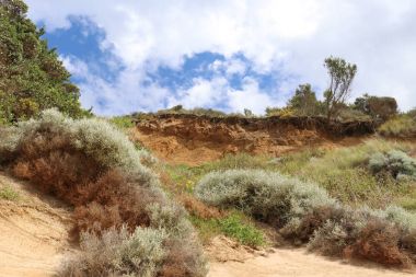 kıyı bitki örtüsü Rüzgar, yağmur ve tuz uyarlar