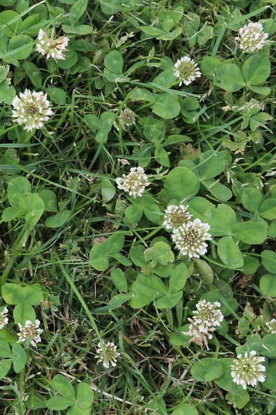 Trifolium repens (white clover) pinkish-white flowers and green leaflets — Stock Photo, Image