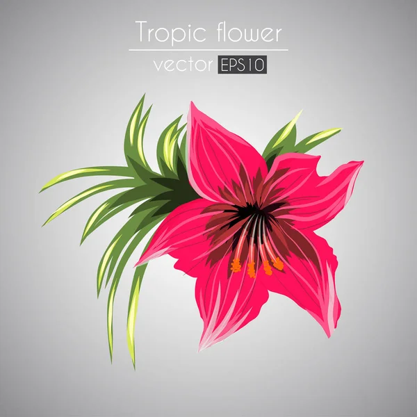 Flor tropical de color — Vector de stock