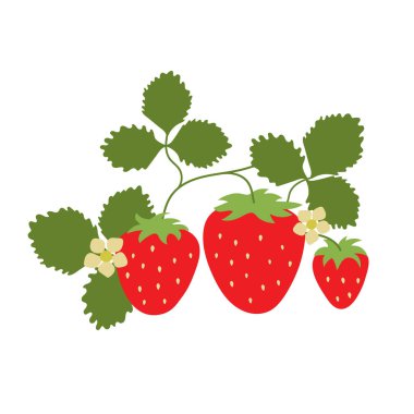 Yaprakları ve çiçekleri olan bir dalda çilek. Vektör üzümü. 