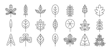 Yaprak çizgisi simgesi. Yapraklar ince, basit bir taslak. Contour vektör coll
