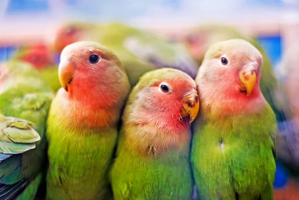 Loros Multicolores Posando Cámara — Foto de Stock