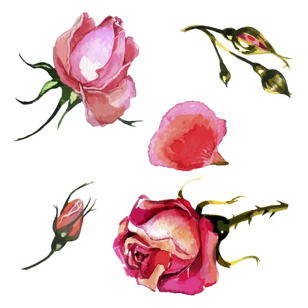 Brotes brillantes de rosas sobre un fondo blanco — Archivo Imágenes Vectoriales