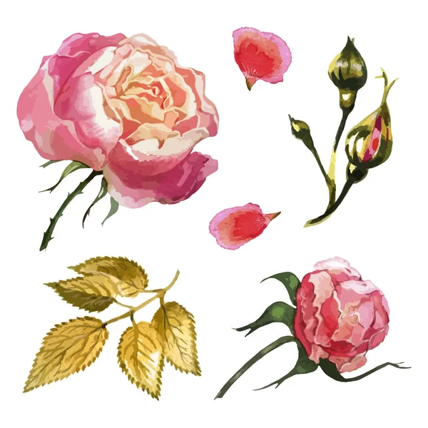 İngilizce gül pembe