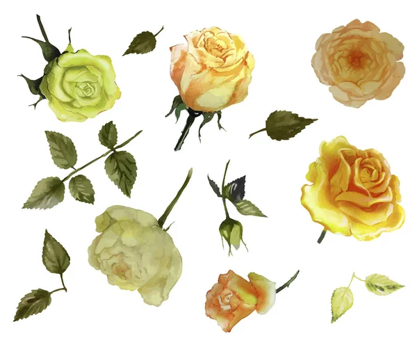 Sarı bahçe gül kümesi