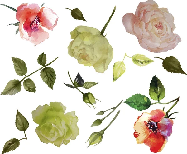 Conjunto de rosas de jardín — Archivo Imágenes Vectoriales