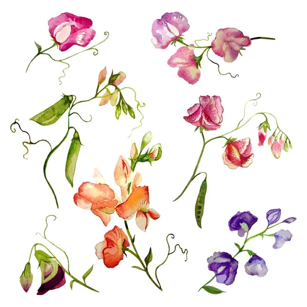 Ervilha flores aquarela — Vetor de Stock