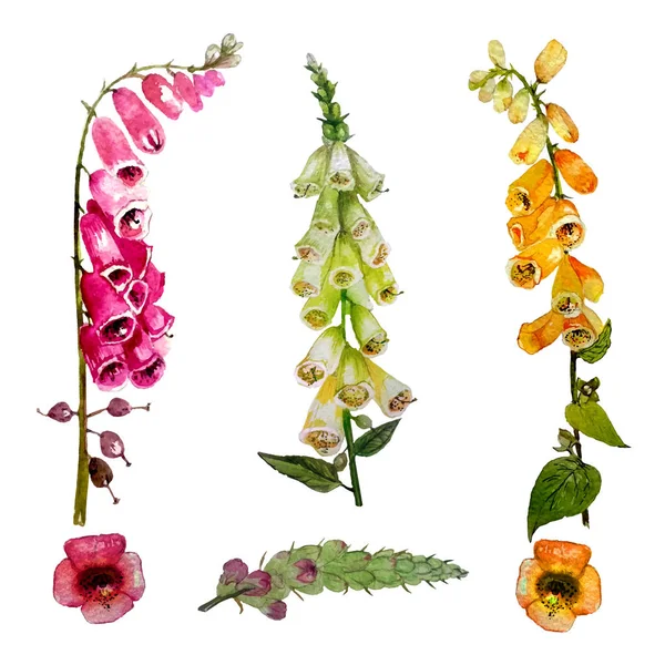 Yüksük otu çiçek suluboya