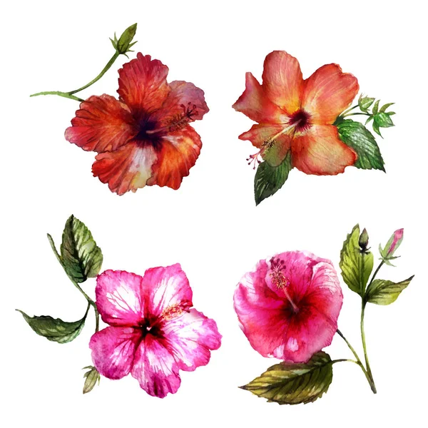 Flores hibisco acuarela vector — Archivo Imágenes Vectoriales