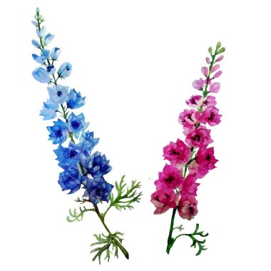       Suluboya çiçek delphinium vektör                         