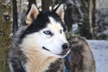 Rusya, Saint Petersburg-Ocak, 07, 2018: kızak hazırlanması izlerken husky köpek