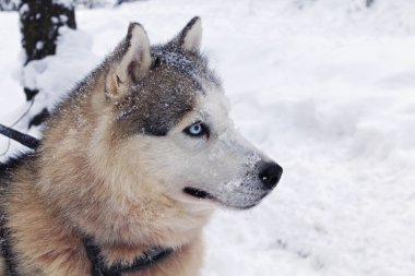 Husky köpek bir kızak çalıştırmak hazırdır