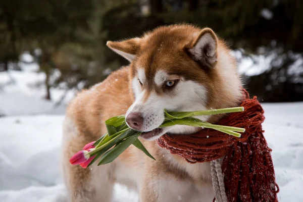 Huskie avec des fleurs dans la forêt — Photo