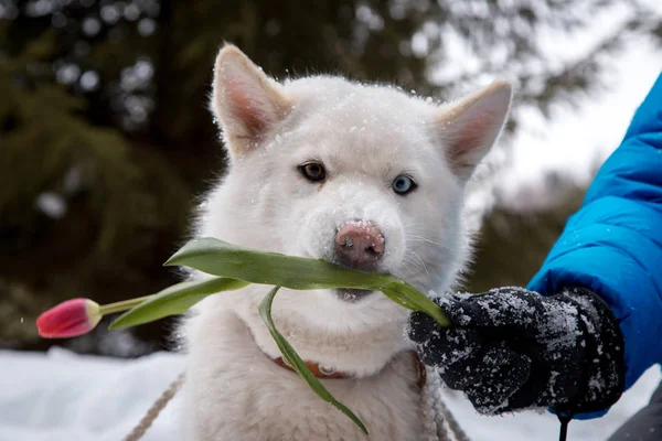 Huskie met bloem in het bos — Stockfoto